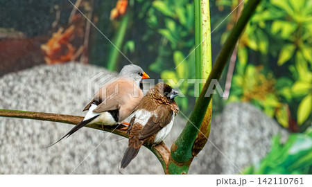 Pair of exotic finch birds perched together on branch in nature Pair of exotic finch birds perched together on branch in nature 142110761