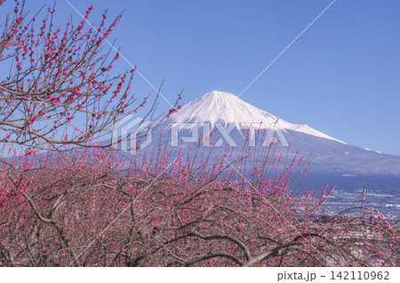 春めく富士山 春めく富士山 142110962