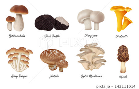 Set of different mushrooms including Boletus, Champignon, Black Truffle, Chanterelle and more. Realistic vector illustration isolated on transparent background for food, cooking, and nature design 142111014