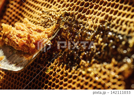 Beekeeper uncapping honeycomb frame with uncapping fork tool for honey extraction process Beekeeper uncapping honeycomb frame with uncapping fork tool for honey extraction process 142111033