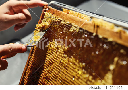 Beekeeper uncapping honeycomb frame with uncapping fork tool for honey extraction process Beekeeper uncapping honeycomb frame with uncapping fork tool for honey extraction process 142111034
