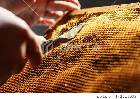 Beekeeper uncapping honeycomb frame with uncapping fork tool for honey extraction process Beekeeper uncapping honeycomb frame with uncapping fork tool for honey extraction process 142111035
