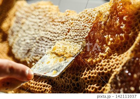 Beekeeper uncapping honeycomb frame with uncapping fork tool for honey extraction process Beekeeper uncapping honeycomb frame with uncapping fork tool for honey extraction process 142111037
