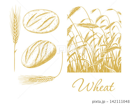 Graphic silhouettes of grain ears . Wheat and Bread Hand drawn. Not AI, vector illustration. Graphic silhouettes of grain ears . Wheat and Bread Hand drawn. Not AI, vector illustration. 142111048