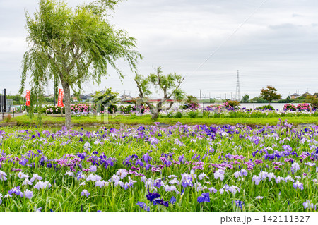 水郷佐原あやめパークの花菖蒲とあじさい 水郷佐原あやめパークの花菖蒲とあじさい 142111327