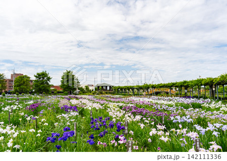 水郷佐原あやめパークに咲く花菖蒲 水郷佐原あやめパークに咲く花菖蒲 142111336