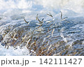アユの遡上 142111427