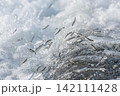 アユの遡上 142111428