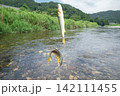 鮎の友釣り 142111455