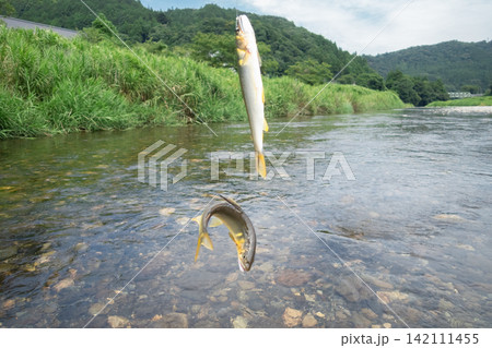 鮎の友釣り 鮎の友釣り 142111455
