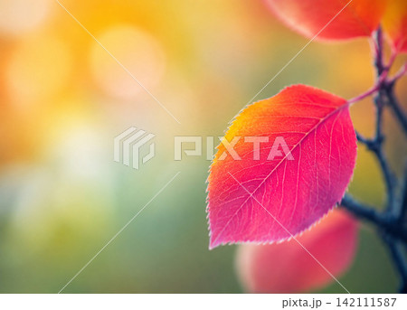 Vibrant Pink Autumn Leaf with Colorful Bokeh Background 142111587
