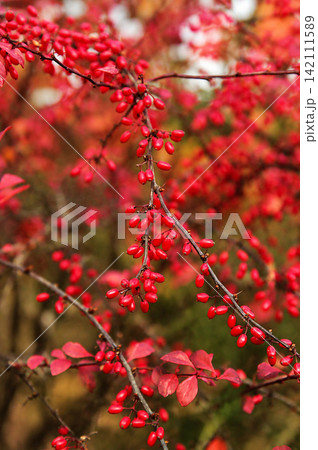 Red Barberry Berries on Branches in Autumn Garden Red Barberry Berries on Branches in Autumn Garden 142111589