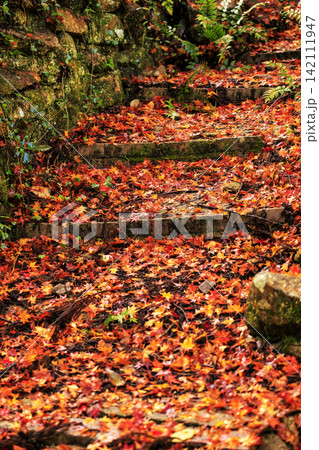 広島県紅葉の名所三原佛通寺 石段の落ち紅葉 広島県紅葉の名所三原佛通寺 石段の落ち紅葉 142111947