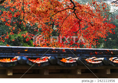 広島県紅葉の名所三原佛通寺の紅葉 広島県紅葉の名所三原佛通寺の紅葉 142111956