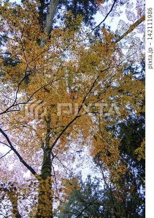 広島県紅葉の名所三原佛通寺の紅葉 142111986