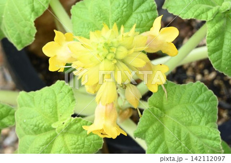 南アメリカ原産の原始的な食虫植物と考えられる黄色の花が綺麗なキバナツノゴマ 南アメリカ原産の原始的な食虫植物と考えられる黄色の花が綺麗なキバナツノゴマ 142112097