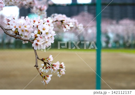 春の訪れを告げる淡いピンク色の桜 春の訪れを告げる淡いピンク色の桜 142112137