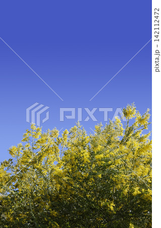 春3月青空を背景に黄色いふわふわとした花を咲かせるミモザの花木 春3月青空を背景に黄色いふわふわとした花を咲かせるミモザの花木 142112472