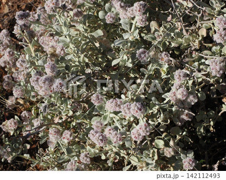 シルバートン荒野の植生記録—パールブルーブッシュの花房が示す乾燥地植物景観 シルバートン荒野の植生記録—パールブルーブッシュの花房が示す乾燥地植物景観 142112493