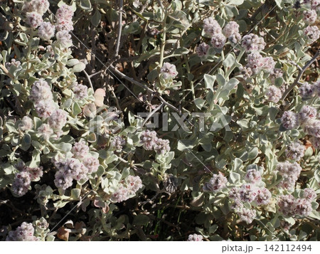 シルバートン荒野の植生景観—密生するパールブルーブッシュの花房記録 シルバートン荒野の植生景観—密生するパールブルーブッシュの花房記録 142112494