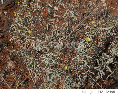 シルバートン荒野の植生景観—枝先に咲くホップブッシュの黄色花記録 シルバートン荒野の植生景観—枝先に咲くホップブッシュの黄色花記録 142112496