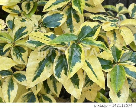 植え込みの葉っぱ 植え込みの葉っぱ 142112574