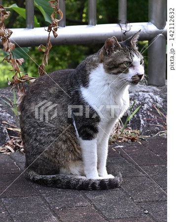 猫 猫 142112632