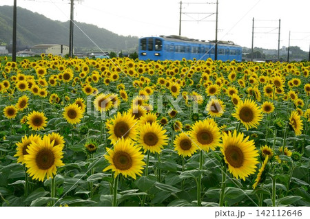 ひまわり畑と近江鉄道の電車 142112646