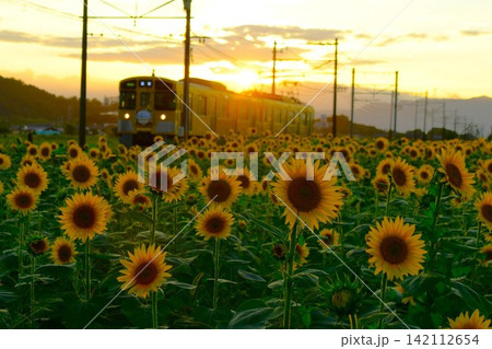 ひまわり畑と近江鉄道の電車 ひまわり畑と近江鉄道の電車 142112654