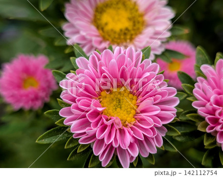 黄色い花芯が映える桃色のアスター 黄色い花芯が映える桃色のアスター 142112754