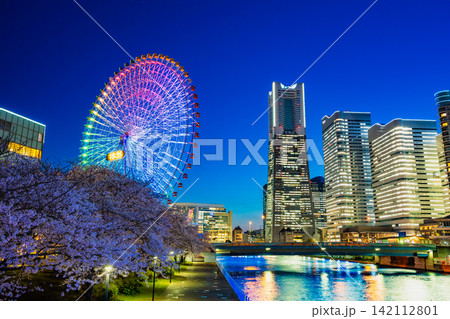 横浜 桜満開のみなとみらいの夜景 横浜 桜満開のみなとみらいの夜景 142112801