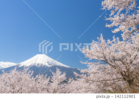 春の新倉山浅間公園から望む満開の桜と残雪の富士山と五重塔 142112901
