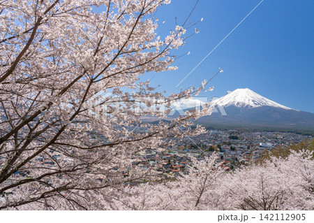 春の快晴の青空と満開の桜越しに望む冠雪の富士山 春の快晴の青空と満開の桜越しに望む冠雪の富士山 142112905