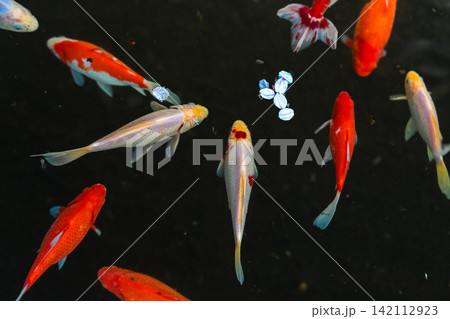 黒い水面に映える朱色と白の金魚や小鯉の群泳と涼しげな春の景観 142112923