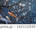 春の池に浮かぶ桜の花びらと優雅に泳ぐ錦鯉の風景 142112930