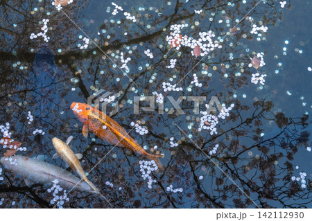 春の池に浮かぶ桜の花びらと優雅に泳ぐ錦鯉の風景 春の池に浮かぶ桜の花びらと優雅に泳ぐ錦鯉の風景 142112930