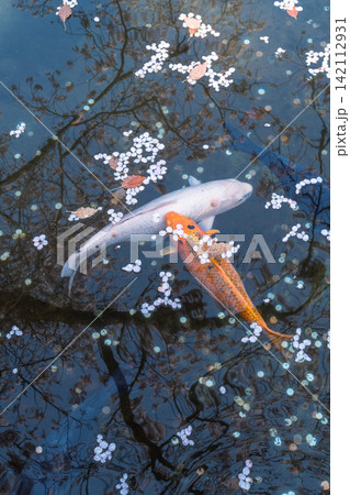 春の池に浮かぶ桜の花びらと優雅に泳ぐ錦鯉の風景 春の池に浮かぶ桜の花びらと優雅に泳ぐ錦鯉の風景 142112931