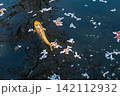春の池に浮かぶ桜の花びらと優雅に泳ぐ錦鯉の風景 142112932