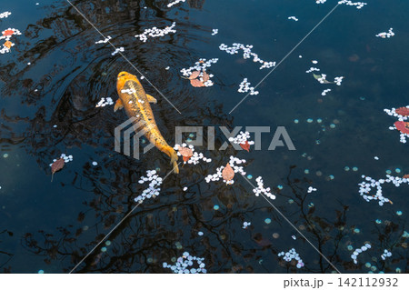 春の池に浮かぶ桜の花びらと優雅に泳ぐ錦鯉の風景 春の池に浮かぶ桜の花びらと優雅に泳ぐ錦鯉の風景 142112932