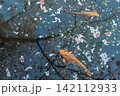 春の池に浮かぶ桜の花びらと優雅に泳ぐ錦鯉の風景 142112933