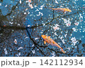 春の池に浮かぶ桜の花びらと優雅に泳ぐ錦鯉の風景 142112934