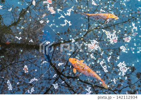 春の池に浮かぶ桜の花びらと優雅に泳ぐ錦鯉の風景 春の池に浮かぶ桜の花びらと優雅に泳ぐ錦鯉の風景 142112934