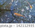 春の池に浮かぶ桜の花びらと優雅に泳ぐ錦鯉の風景 142112935