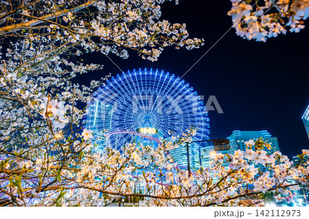 横浜みなとみらい21 夜桜と観覧車 横浜みなとみらい21 夜桜と観覧車 142112973