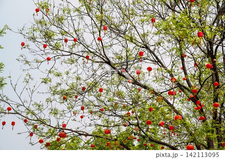 Red Chinese lanterns hanging on green tree branches in morning light during Lunar New Year celebration in Beijing China Red Chinese lanterns hanging on green tree branches in morning light during Lunar New Year celebration in Beijing China 142113095