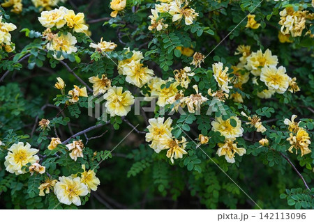 Yellow rosa xanthina flowers on wild rose shrub in morning light in Beijing China Yellow rosa xanthina flowers on wild rose shrub in morning light in Beijing China 142113096