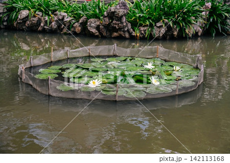 White water lily nymphaea lotus flowers blooming inside a protective mesh enclosure in a traditional pond inside a public park in Macau. White water lily nymphaea lotus flowers blooming inside a protective mesh enclosure in a traditional pond inside a public park in Macau. 142113168