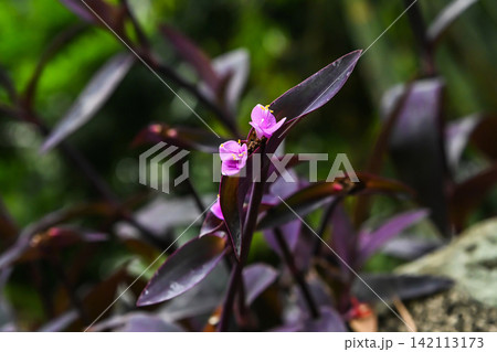 Small pink flowers of tradescantia pallida blooming on dark purple leaves background in a public park of Macau. Small pink flowers of tradescantia pallida blooming on dark purple leaves background in a public park of Macau. 142113173