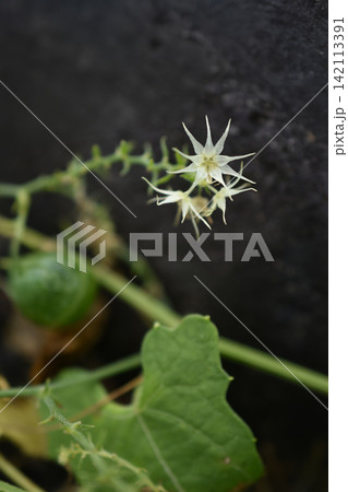 ゴキヅルの花 ゴキヅルの花 142113391