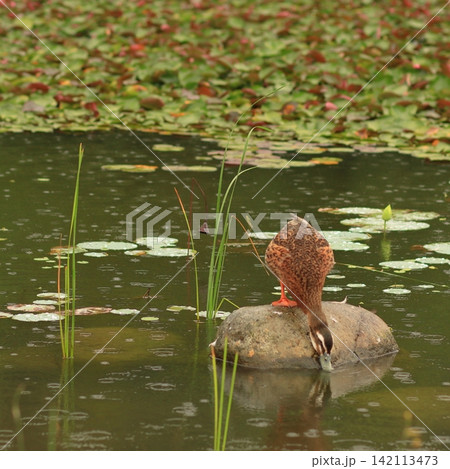 Duck on a Rock Duck on a Rock 142113473